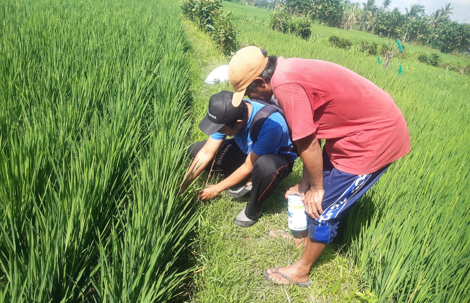 Gerakan Pengendalian Hama Tikus di Subak Selat
