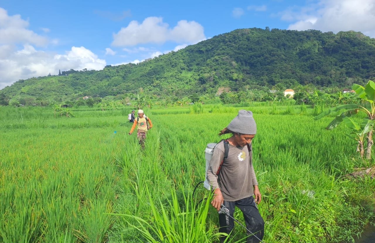 Gerakan Pengendalian Hama Penggerek Batang Padi di Subak Dawan