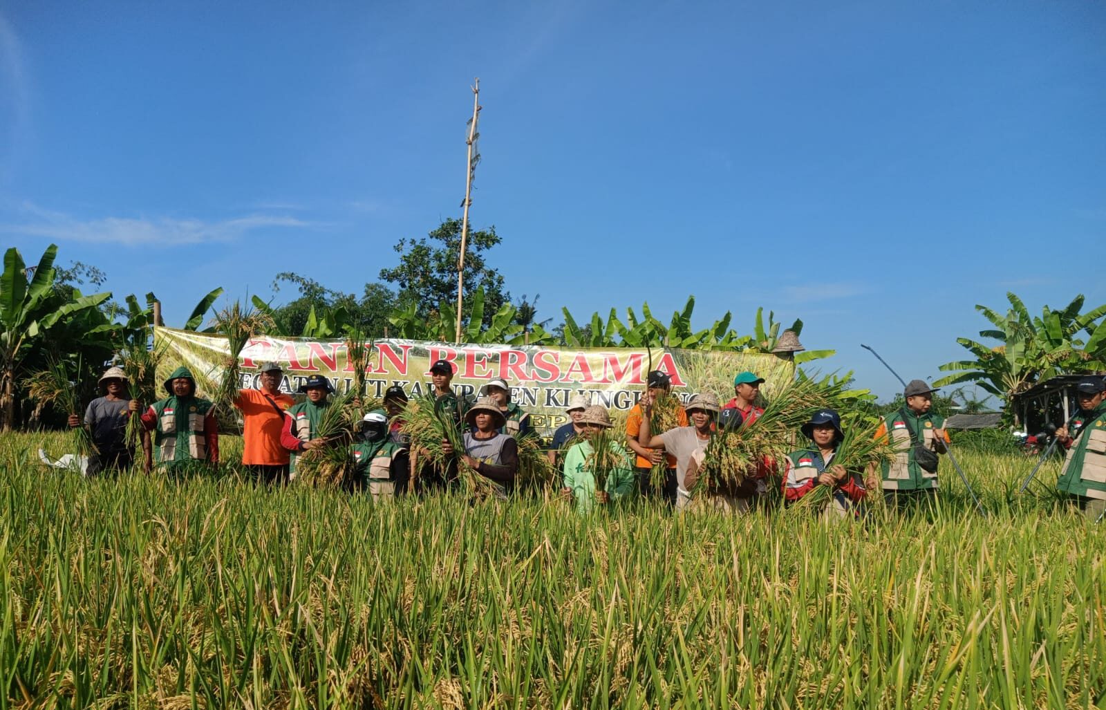 Dukung Swasembada Pangan, Gerakan Panen di Subak Pegatepan Hasilkan 7,4 Ton per Hektar