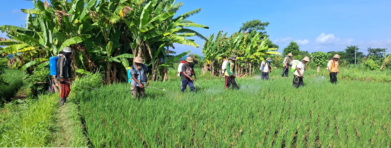Gerakan Pengendalian OPT Penggerek Batang di Subak Toya Hee