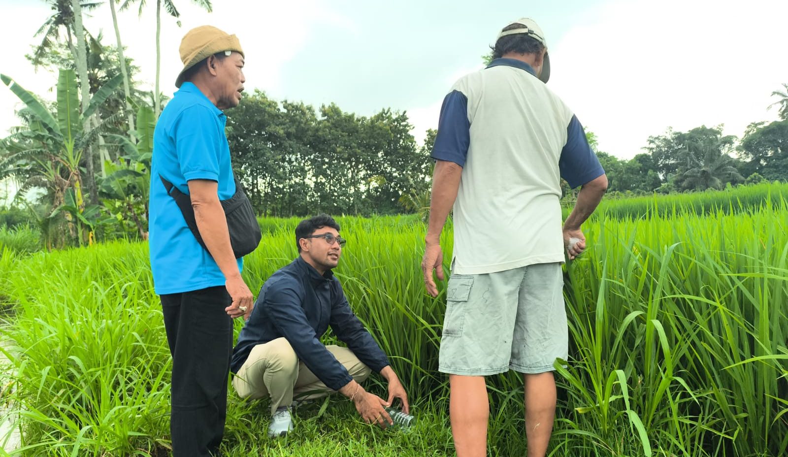 Antisipasi Serangan Hama, Petugas POPT dan Petani di Dua Subak Gelar Gerdal Serempak