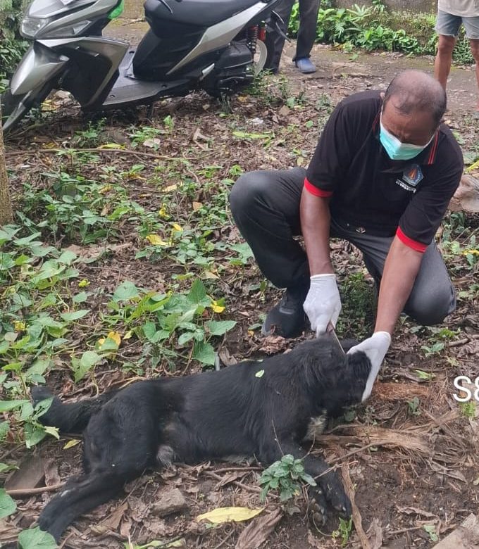 Dinas Pertanian Klungkung melalui Bidang PKH Bergerak Cepat Tangani Kasus Gigitan Anjing di Dusun Bucu Paksebali