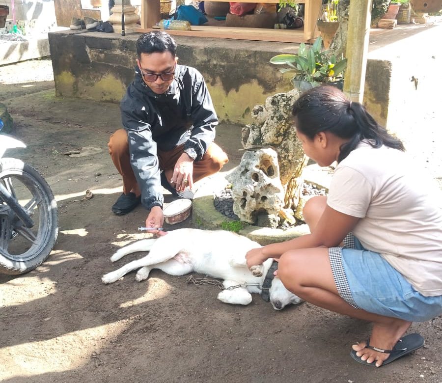 Akselerasi Pencegahan Rabies, Dinas Pertanian Klungkung Gelar Vaksinasi Massal di Desa Sakti Nusa Penida