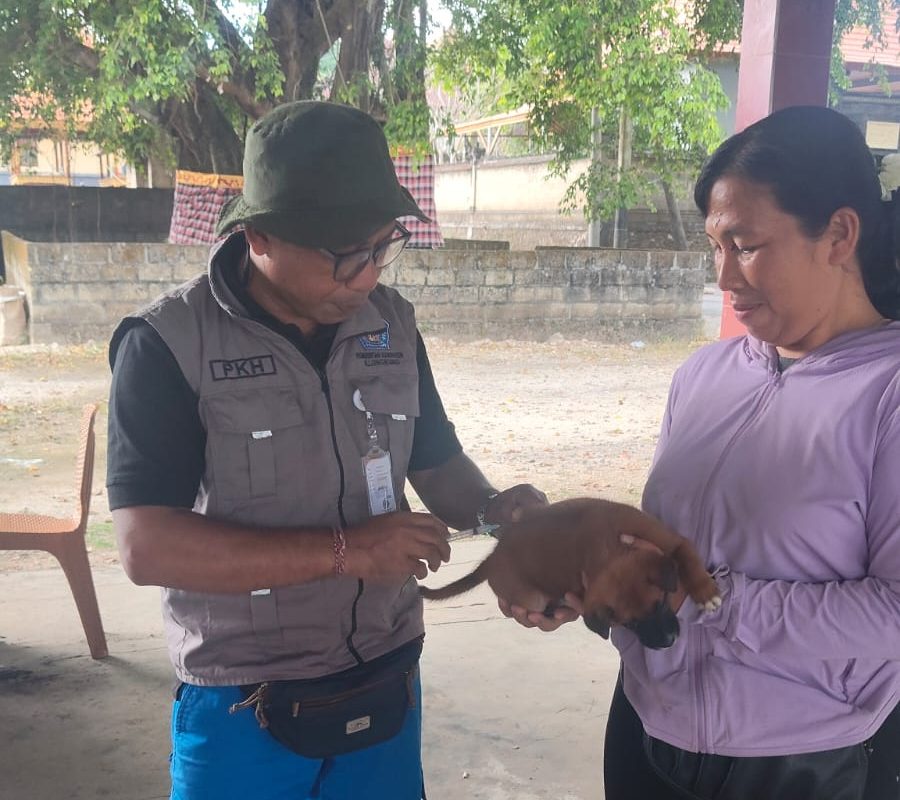 Sasar Ratusan HPR di Nusa Penida, Bidang PKH Tuntaskan Vaksinasi Rabies di Desa Bunga Mekar