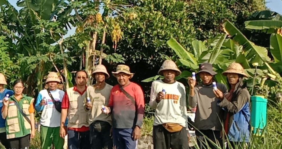 Gerakan Pengendalian Hama Penggerek Batang Padi di Subak Toya Hee