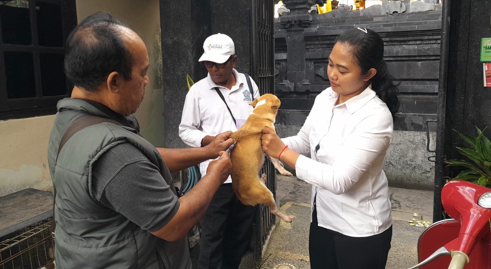 Perkuat Perlindungan Hewan Penular Rabies, Bidang PKH Gelar Vaksinasi di Semarapura Klod