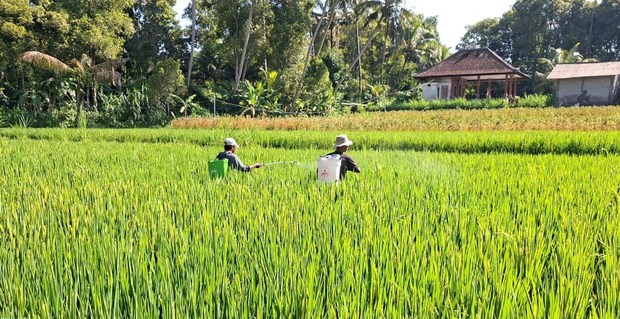 Dinas Pertanian Klungkung Gelar Gerdal OPT di Subak Selangit dan Subak Penasan