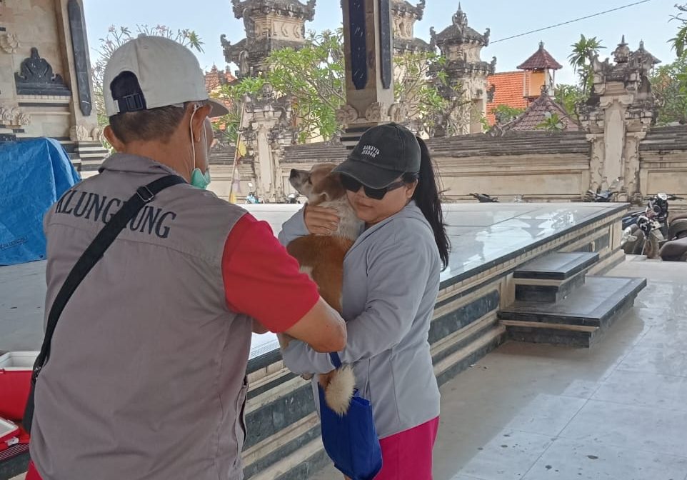 Perkuat Komitmen Bebas Rabies, Bidang PKH Dinas Pertanian Klungkung Vaksinasi Ratusan Hewan di Nusa Penida