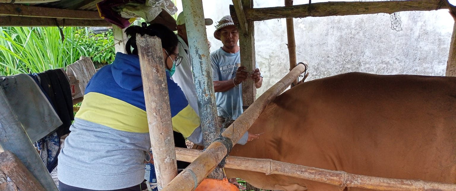 Tim PKH Gencarkan Vaksinasi PMK dari Kandang ke Kandang di Desa Dawan Klod