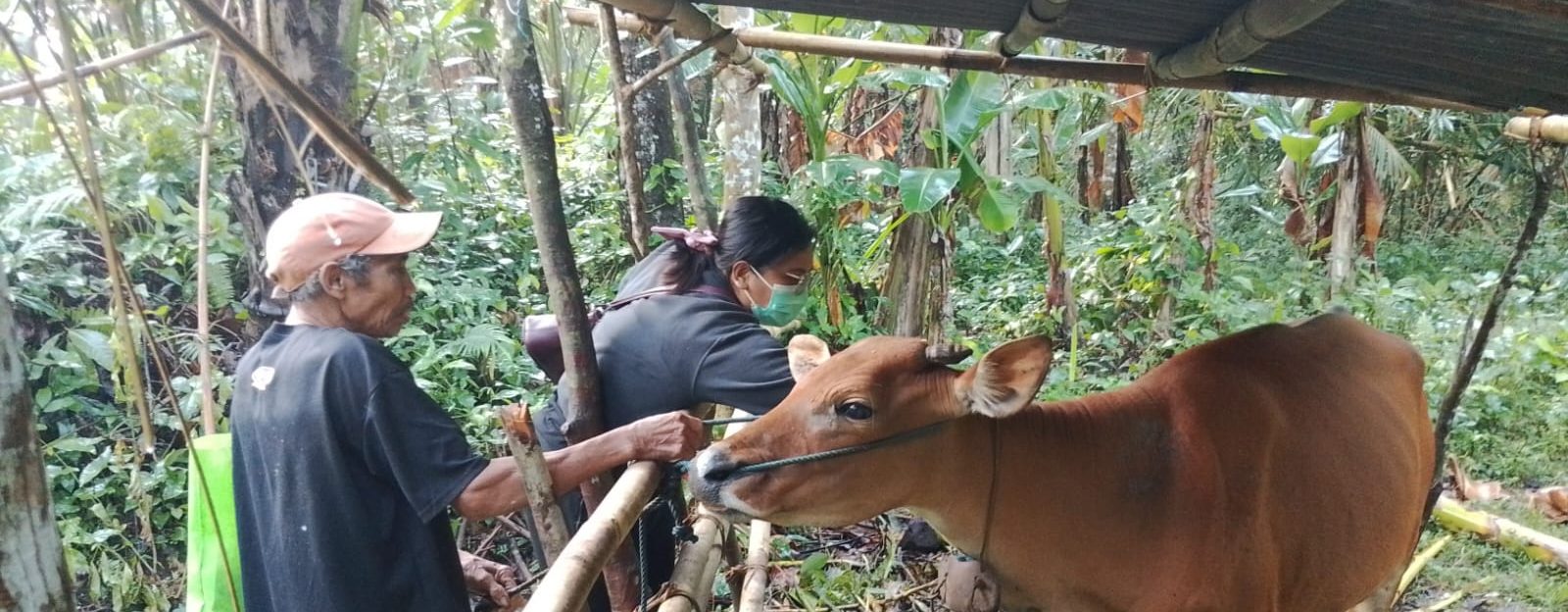 Tim Bidang PKH Gencar Lakukan Vaksinasi PMK Serentak di Desa Besan dan Pikat
