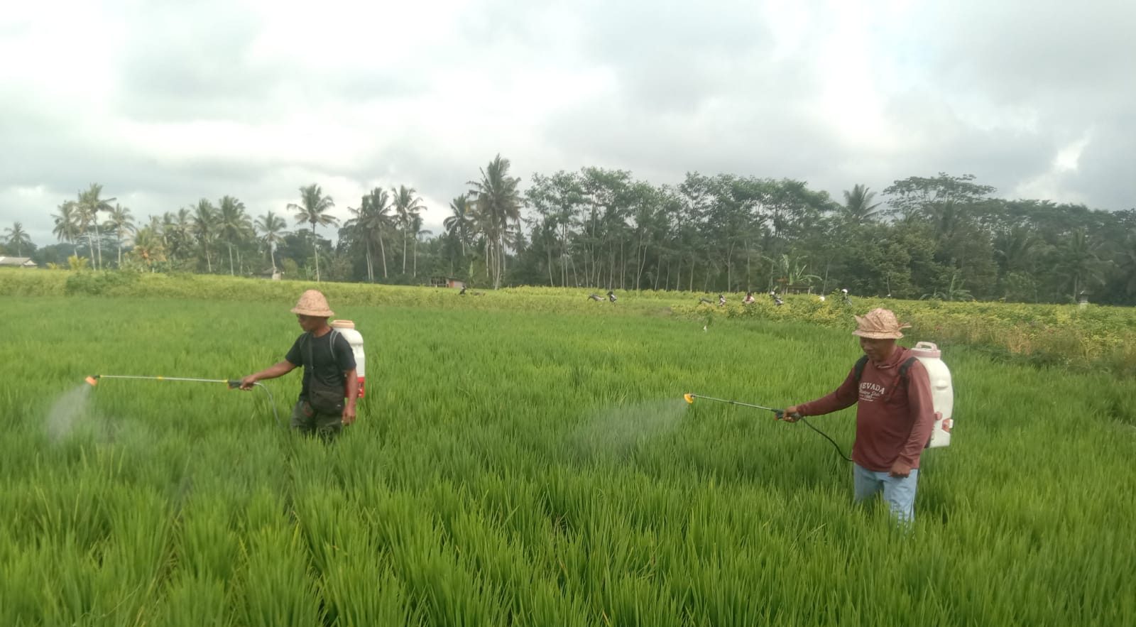 Gerakan Pengendalian Organisme Pengganggu Tumbuhan (OPT) di Subak Nyanglan